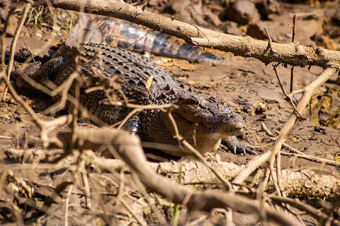 Cape Tribulation Day Tour - Find Attractions 6