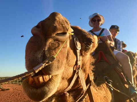 Uluru Small-Group Tour By Camel At Sunrise Or Sunset - Find Attractions 7