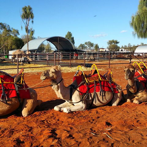 Uluru Small-Group Tour By Camel At Sunrise Or Sunset - Find Attractions 15