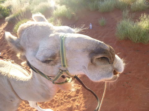 Uluru Small-Group Tour By Camel At Sunrise Or Sunset - Find Attractions 10