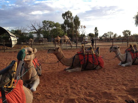 Uluru Small-Group Tour By Camel At Sunrise Or Sunset - Find Attractions 24