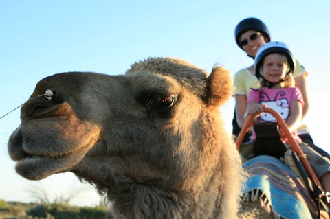 Uluru Small-Group Tour By Camel At Sunrise Or Sunset - Find Attractions 3
