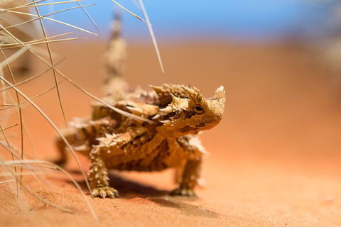 Alice Springs Desert Park General Entry Ticket - Find Attractions 8