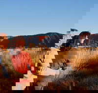 Uluru Sunrise and Kata Tjuta Half Day Trip - Find Attractions