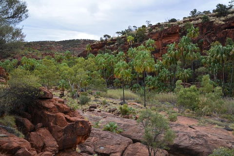 Palm Valley And Hermannsburg 1 Day 4WD Tour - Find Attractions 0