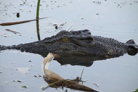 Darwin To Katherine Day Trip By Air Including Nitmiluk (Katherine) Gorge Cruise - Find Attractions 3