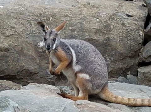 All Inclusive Blue Mountains Small-Group Day Trip From Sydney - Find Attractions 4