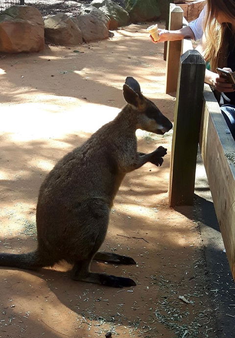 All Inclusive Blue Mountains Small-Group Day Trip From Sydney - Find Attractions 25