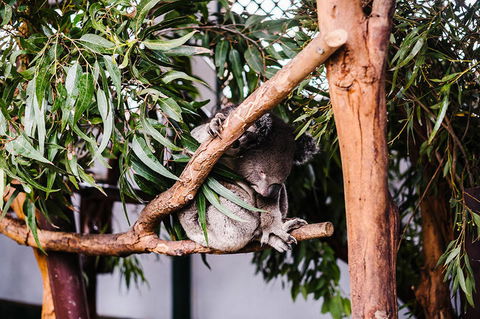 All-Inclusive Blue Mountains Day Trip With River Cruise - Find Attractions 14