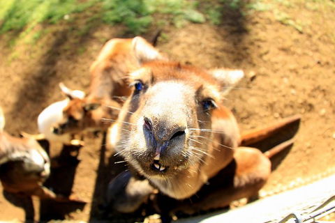 All-Inclusive Blue Mountains Day Trip With River Cruise - Find Attractions 29
