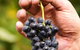 Scenic Hunter Valley Winery Tour With Boutique Wineries & Local Cheese - thumb 5