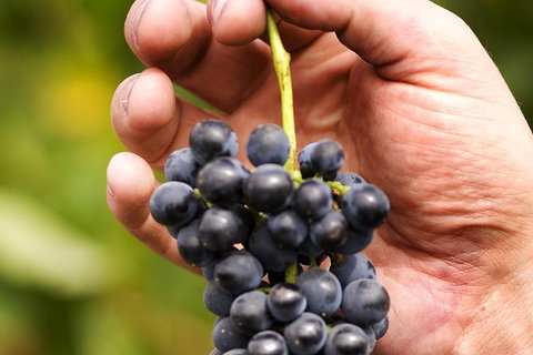 Scenic Hunter Valley Winery Tour With Boutique Wineries & Local Cheese - Find Attractions 5