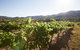 Scenic Hunter Valley Winery Tour With Boutique Wineries & Local Cheese - thumb 6