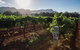Scenic Hunter Valley Winery Tour With Boutique Wineries & Local Cheese - thumb 9