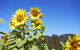 Scenic Hunter Valley Winery Tour With Boutique Wineries & Local Cheese - thumb 11