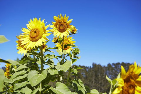 Scenic Hunter Valley Winery Tour With Boutique Wineries & Local Cheese - Find Attractions 11