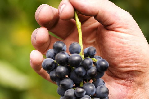 Scenic Hunter Valley Winery Tour With Boutique Wineries & Local Cheese - Find Attractions 8