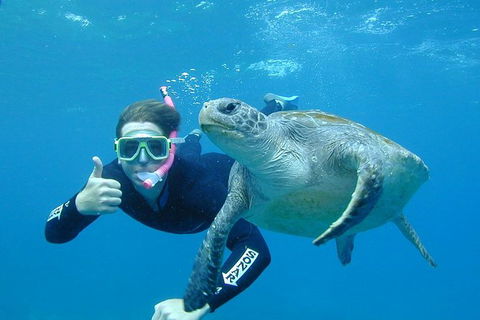3-Hour Sea Turtle Snorkeling Experience In Byron Bay - Find Attractions 0