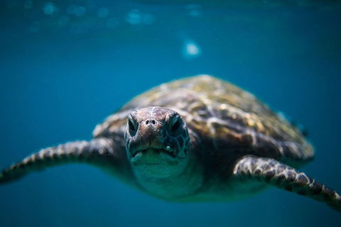3-Hour Sea Turtle Snorkeling Experience In Byron Bay - Find Attractions 1