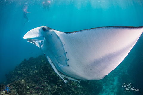 3-Hour Sea Turtle Snorkeling Experience In Byron Bay - Find Attractions 11