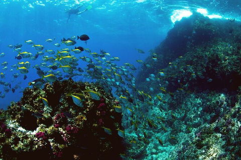 3-Hour Sea Turtle Snorkeling Experience In Byron Bay - Find Attractions 4