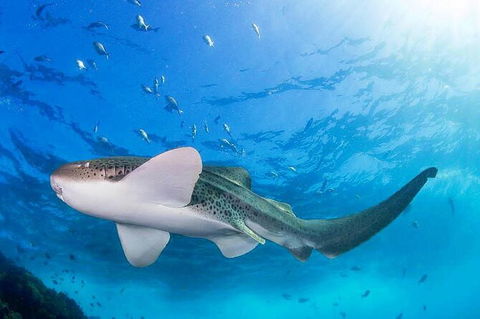 3-Hour Sea Turtle Snorkeling Experience In Byron Bay - Find Attractions 3