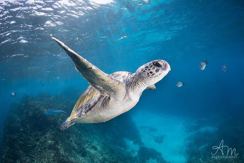 3-Hour Sea Turtle Snorkeling Experience In Byron Bay - Find Attractions 6