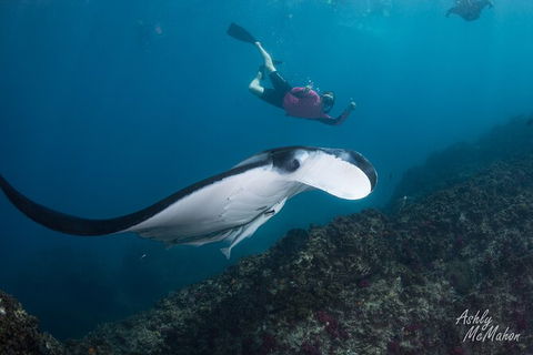 3-Hour Sea Turtle Snorkeling Experience In Byron Bay - Find Attractions 10