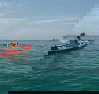 Kayaking with Dolphins in Byron Bay Guided Tour - Find Attractions