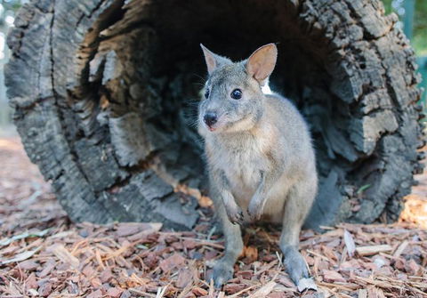 Featherdale Wildlife Park General Admission - Find Attractions 1