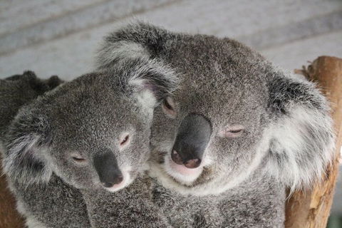 Featherdale Wildlife Park General Admission - Find Attractions 2