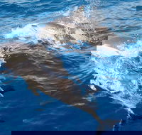 Port Stephens Day Tour From Sydney Including 4WD Sandboarding and Dolphins - Find Attractions