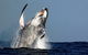 Sydney Whale-Watching Cruise Including Lunch Or Breakfast - thumb 0
