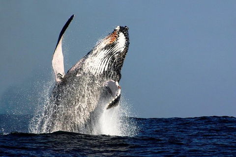 Sydney Whale-Watching Cruise Including Lunch Or Breakfast - Find Attractions 0