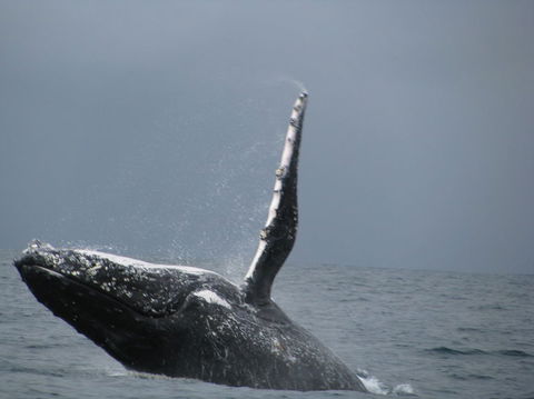 Sydney Whale-Watching Cruise Including Lunch Or Breakfast - Find Attractions 2