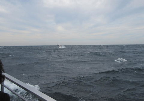 Sydney Whale-Watching Cruise Including Lunch Or Breakfast - Find Attractions 8