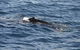 Sydney Whale-Watching Cruise Including Lunch Or Breakfast - thumb 13