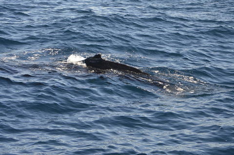 Sydney Whale-Watching Cruise Including Lunch Or Breakfast - Find Attractions 13