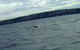 Sydney Whale-Watching Cruise Including Lunch Or Breakfast - thumb 12