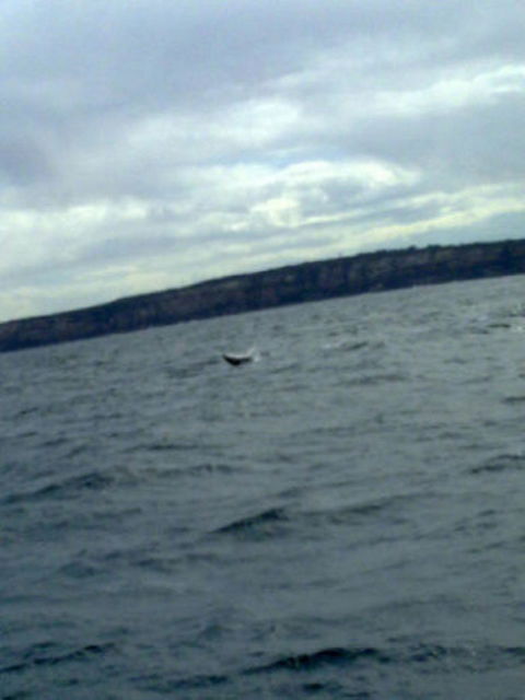 Sydney Whale-Watching Cruise Including Lunch Or Breakfast - Find Attractions 12