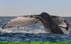 Sydney Whale-Watching Cruise Including Lunch Or Breakfast - thumb 26