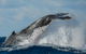 Sydney Whale-Watching Cruise Including Lunch Or Breakfast - thumb 22