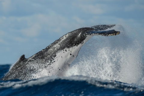 Sydney Whale-Watching Cruise Including Lunch Or Breakfast - Find Attractions 22