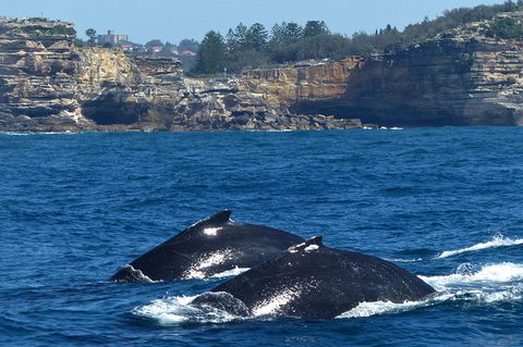 Sydney Whale-Watching Cruise Including Lunch Or Breakfast - Find Attractions 18