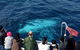 Sydney Whale-Watching Cruise Including Lunch Or Breakfast - thumb 15