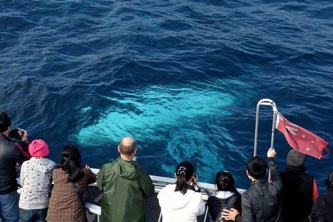 Sydney Whale-Watching Cruise Including Lunch Or Breakfast - Find Attractions 15