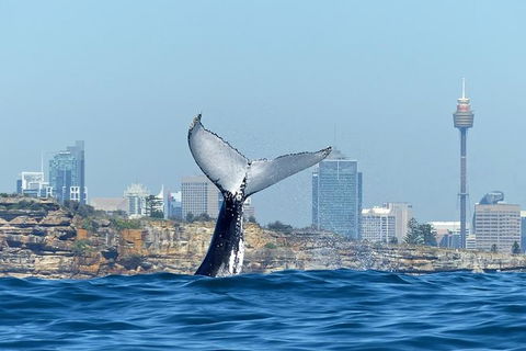 Sydney Whale-Watching Cruise Including Lunch Or Breakfast - Find Attractions 25