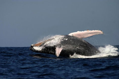 Sydney Whale-Watching Cruise Including Lunch Or Breakfast - Find Attractions 20