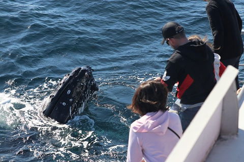 Sydney Whale-Watching Cruise Including Lunch Or Breakfast - Find Attractions 23