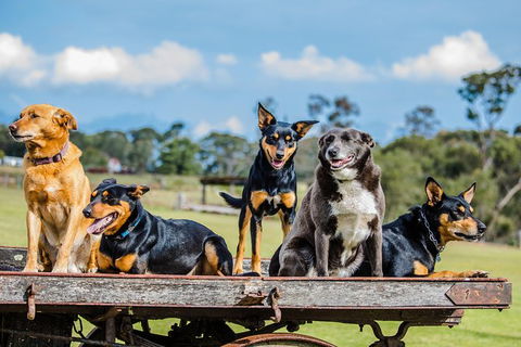 Private Tobruk Sheep Station Day Tour From Sydney Including BBQ Lunch - Find Attractions 4